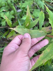 Coleosporium solidaginis