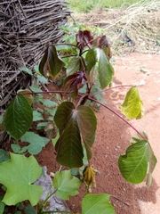 Jatropha