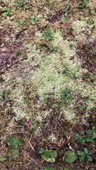 Sphagnum squarrosum