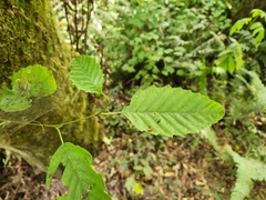 Alnus rubra