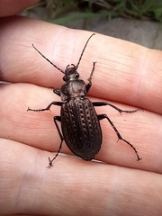 Carabus granulatus