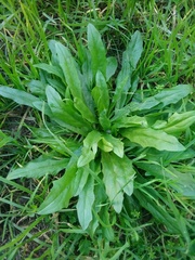 Hypochaeris albiflora