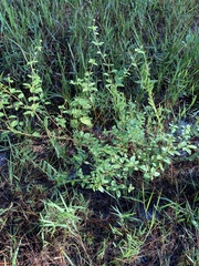 Croton glandulosus septentrionalis