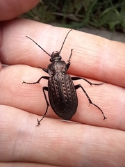 Carabus granulatus