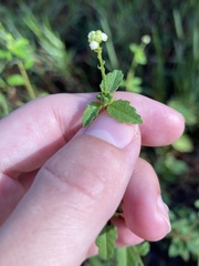 Croton glandulosus septentrionalis