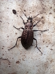 Carabus granulatus