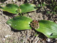 Daubenya zeyheri