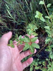 Croton glandulosus septentrionalis