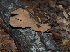 Hapalopilus rutilans