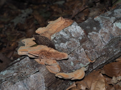 Hapalopilus rutilans