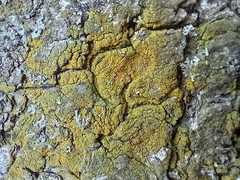 Candelariaceae