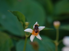 Syrphidae