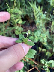 Croton glandulosus septentrionalis