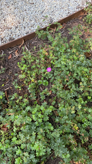 Geranium sanguineum