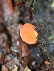 Fistulina hepatica