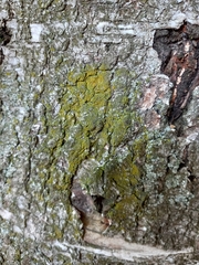 Candelariaceae