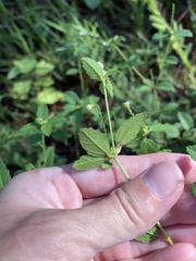 Croton glandulosus septentrionalis