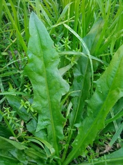 Hypochaeris albiflora