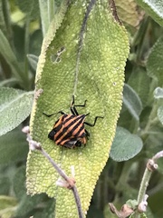 Graphosoma italicum italicum