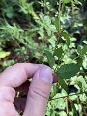 Croton glandulosus septentrionalis