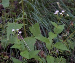 Ageratina rothrockii