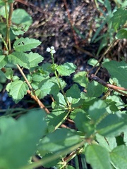 Croton glandulosus septentrionalis