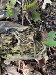 Arthrophaga myriapodina