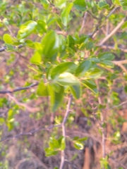 Ziziphus mucronata