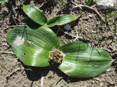 Daubenya zeyheri