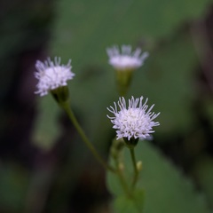 Ageratina rothrockii