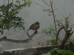 Pyrocephalus rubinus obscurus