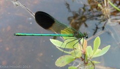 Calopteryx aequabilis