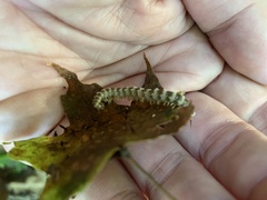 Arthrophaga myriapodina