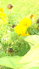 Tagetes erecta