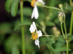 Conocephalus maculatus