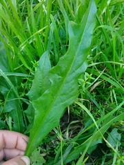 Hypochaeris albiflora