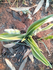 Hypoxis hemerocallidea