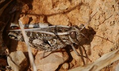 Calliptamus barbarus