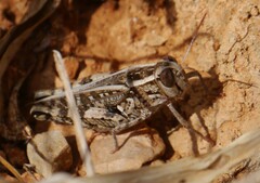 Calliptamus barbarus