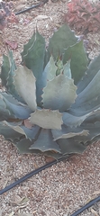 Agave guadalajarana