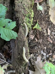 Arthrophaga myriapodina