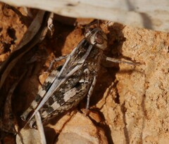 Calliptamus barbarus