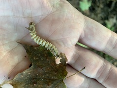 Arthrophaga myriapodina