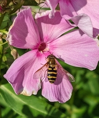 Syrphus