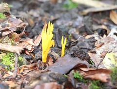 Calocera viscosa