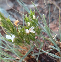 Dyschoriste setigera