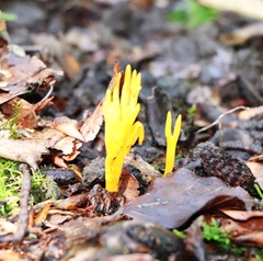 Calocera viscosa