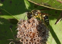 Ancistrocerus catskill