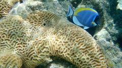 Acanthurus leucosternon
