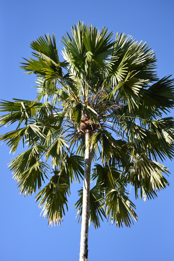 Saribus rotundifolius